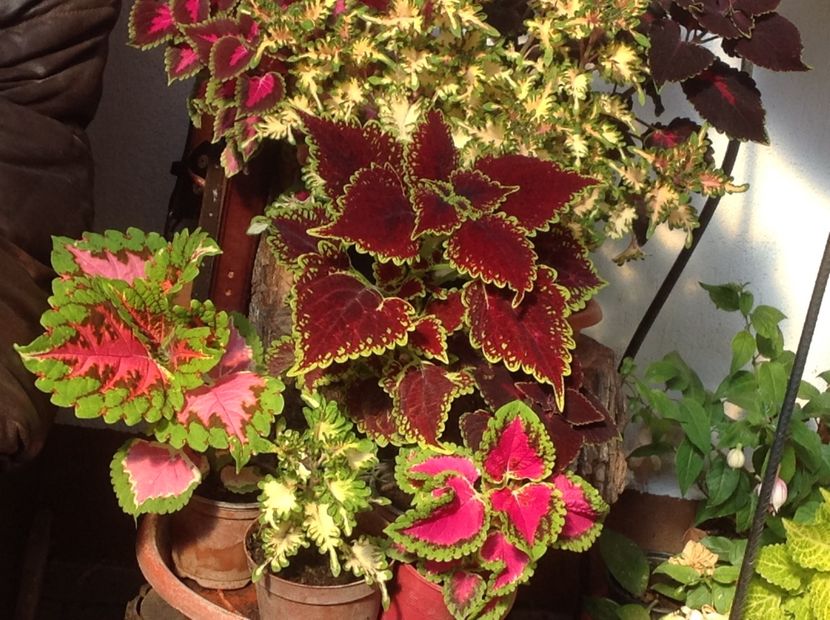  - Coleus Urzicuță