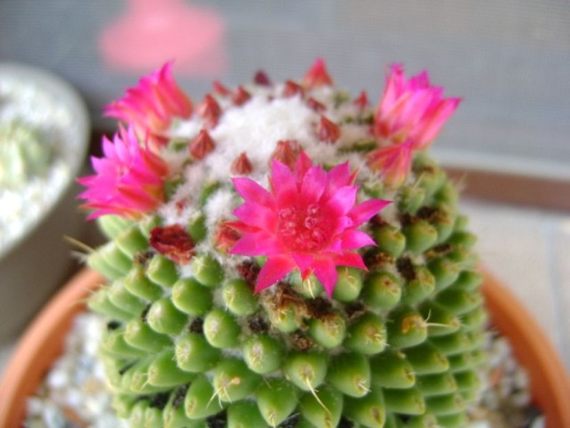 Mammillaria polythele cv. Stachellos - Cactusi 2018 bis bis