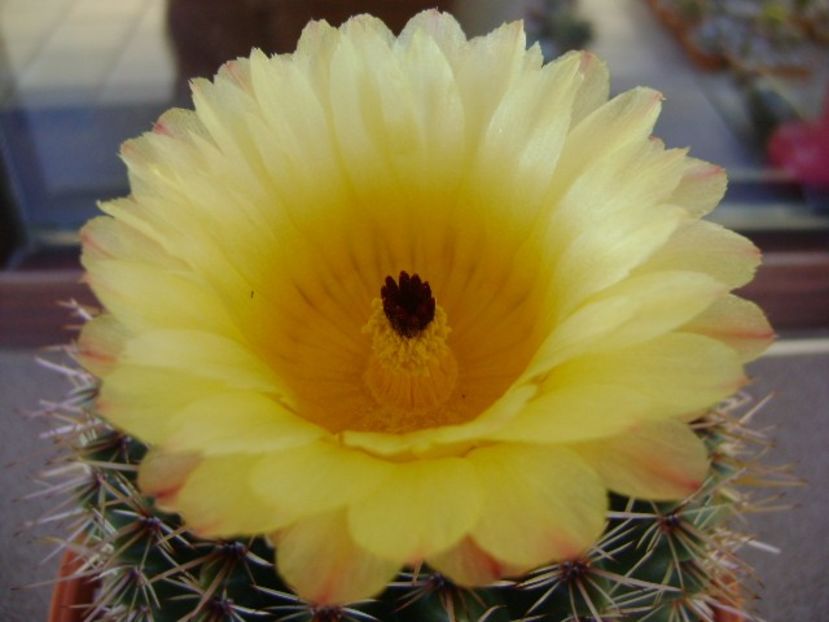 Parodia tabularis ssp. bommeljei (Notocactus bommeljei) - Cactusi 2018 bis bis