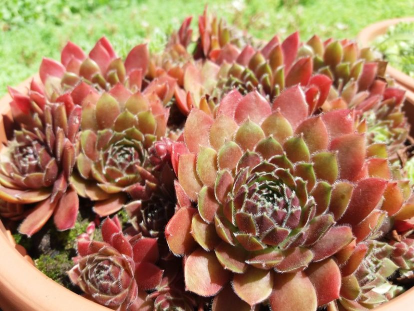  - Sedum si sempervivum