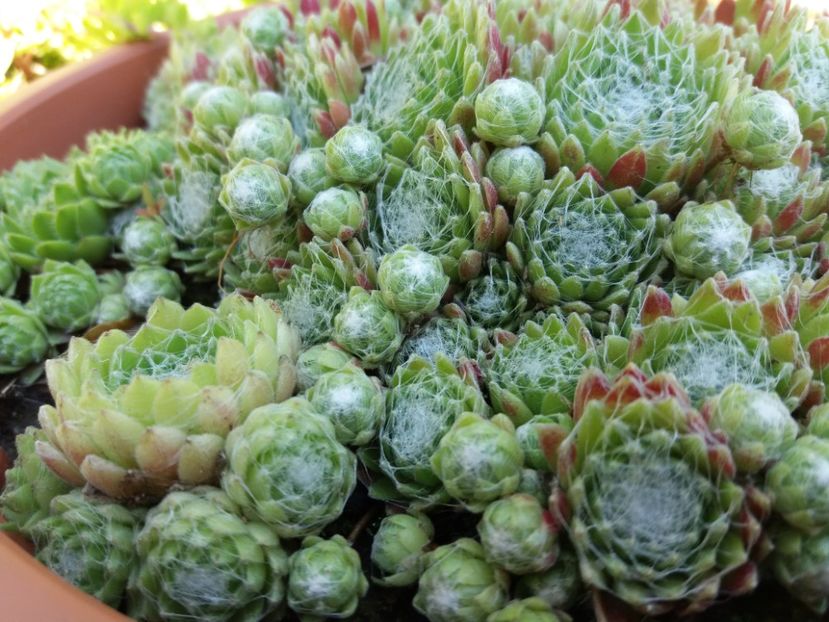  - Sedum si sempervivum