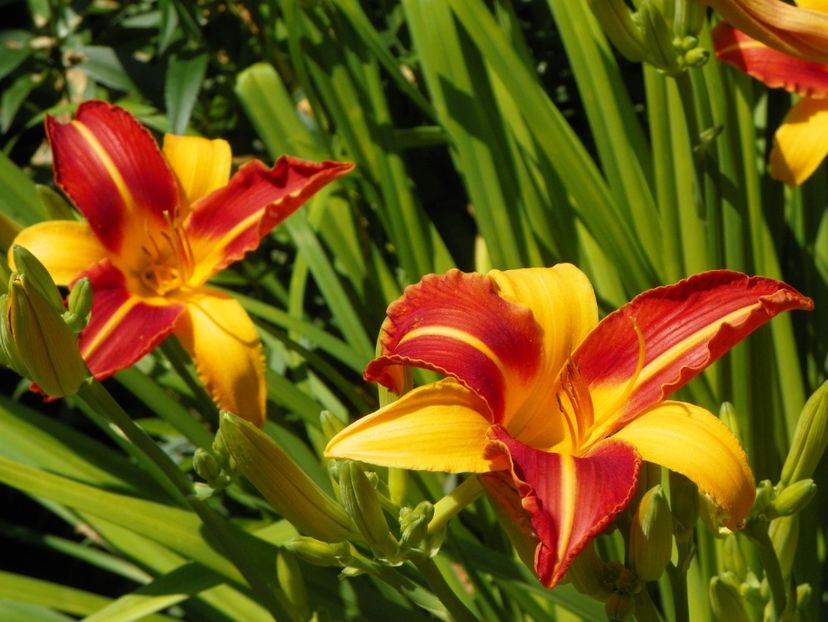 22 IUN (48) - Hemerocallis 2018