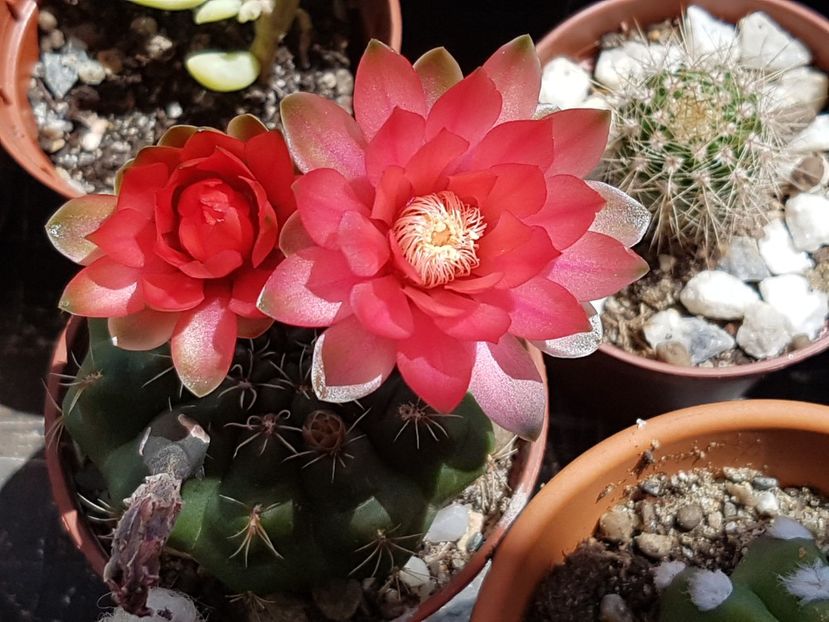 Din nou, gymno baldianum - Cactusi si plante suculente 2017-2018-2019