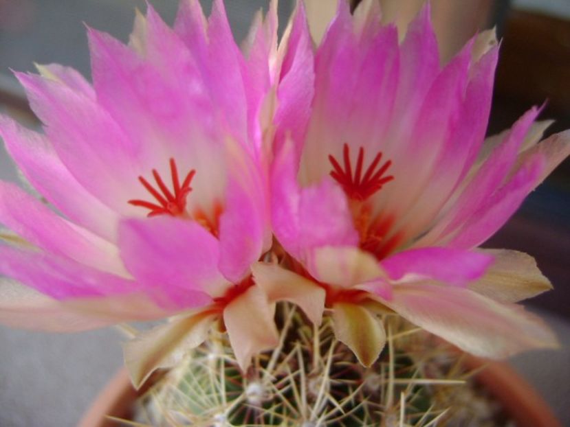 Thelocactus bicolor ssp. pottsii - Cactusi 2018 bis bis