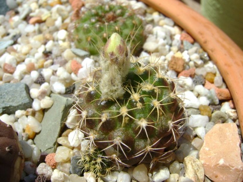 Frailea buenekeri - Cactusi 2018 bis bis