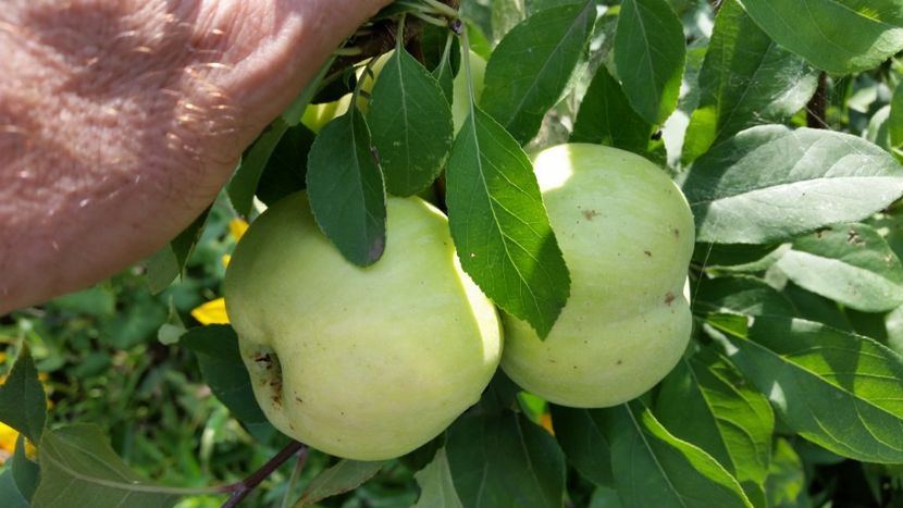 Clar Alb - arbori fructiferi 2018