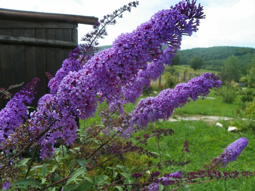 buddleja Empire Blue - Dobarland 2018 3