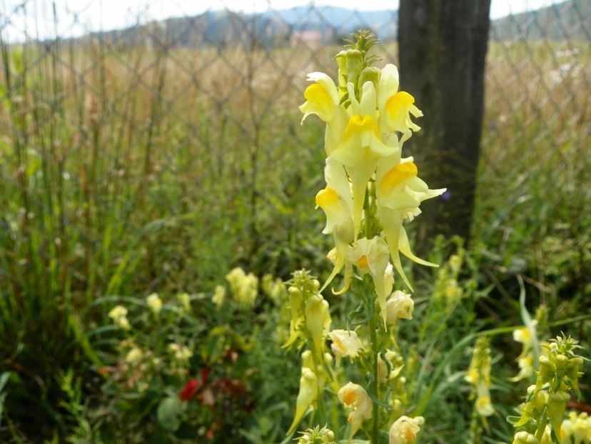 linaria vulgaris - Dobarland 2018 3