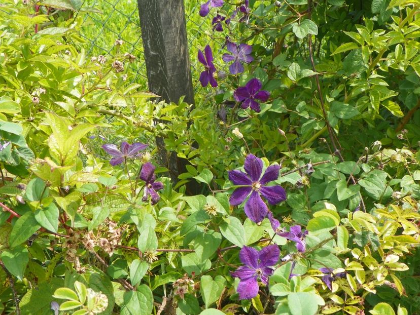 clematis Negritjanka - Dobarland 2018 3