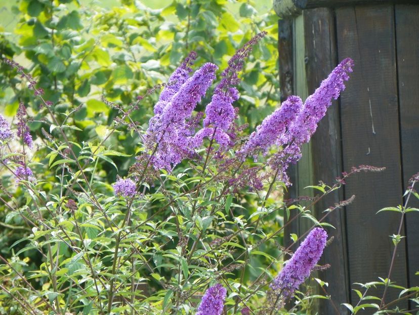 buddleja Empire Blue - Dobarland 2018 3