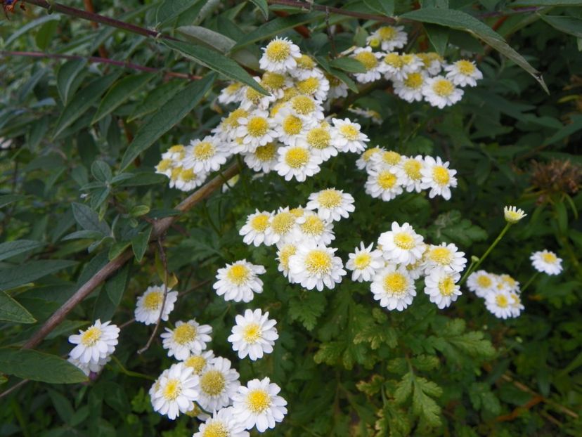 tanacetum parthenium - Dobarland 2018 3