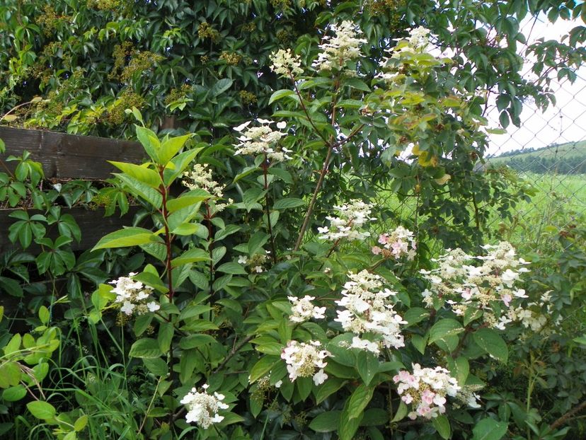 hydrangea paniculata Wim's Red - Dobarland 2018 3