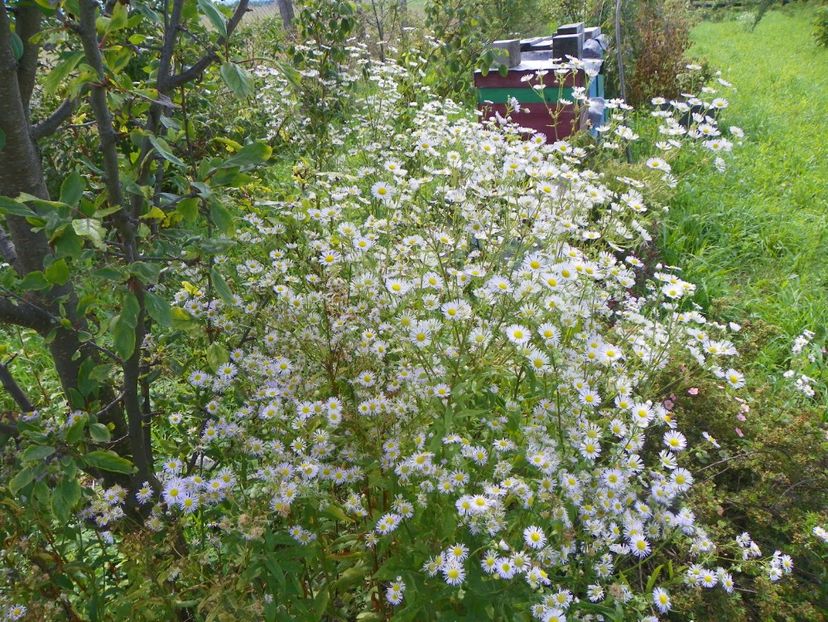 erigeron annuus - Dobarland 2018 3