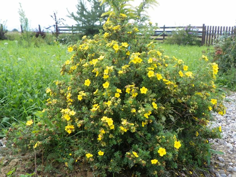 potentilla fruticosa Goldfinger - Dobarland 2018 3