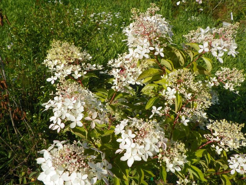 hydrangea paniculata Phantom - Dobarland 2018 3