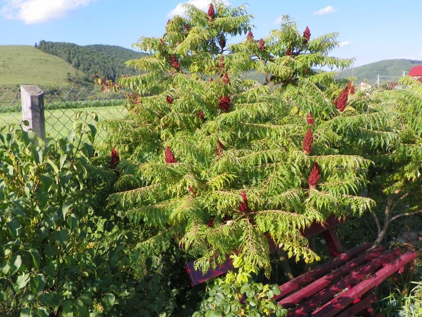 rhus typhina Laciniata - Dobarland 2018 3