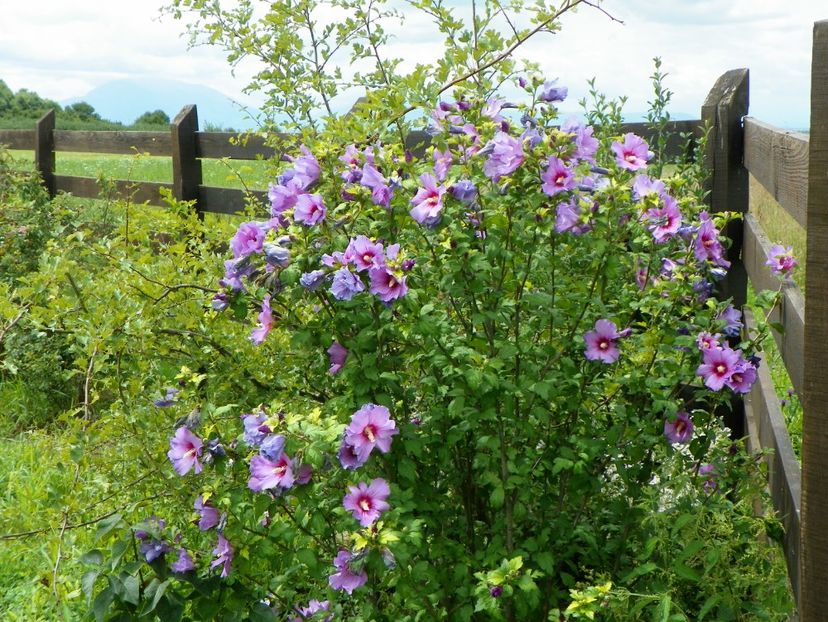 hibiscus syriacus - Dobarland 2018 3