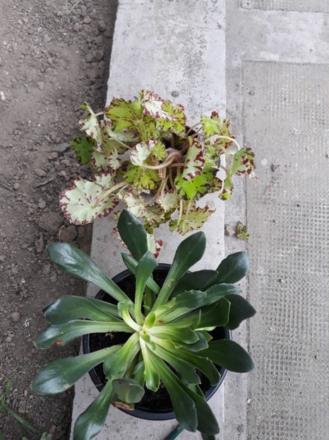 Begonia si lewisia - Plantutele mele