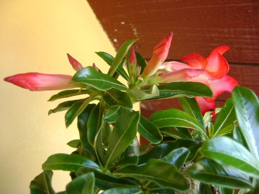 Adenium obesum - Caudiciforme si bulbi 2018