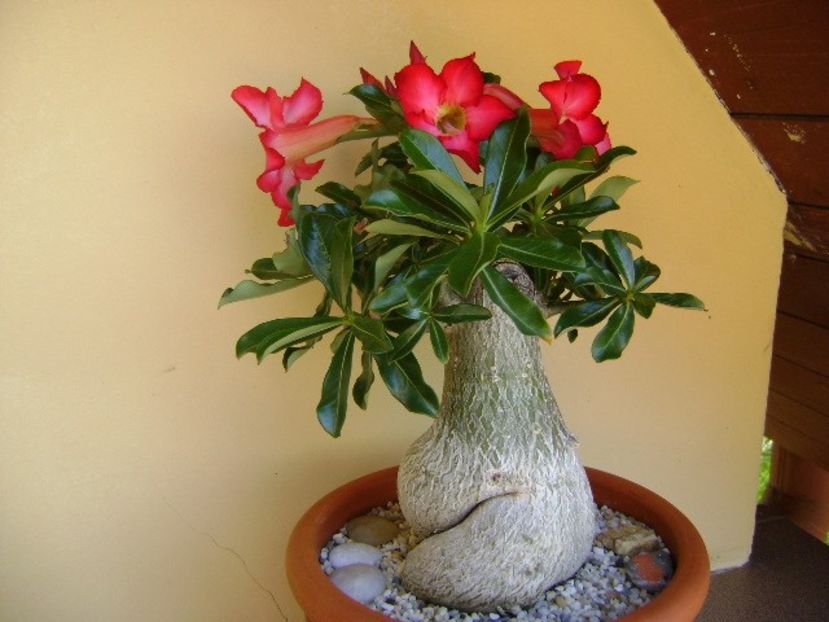 Adenium obesum - Caudiciforme si bulbi 2018