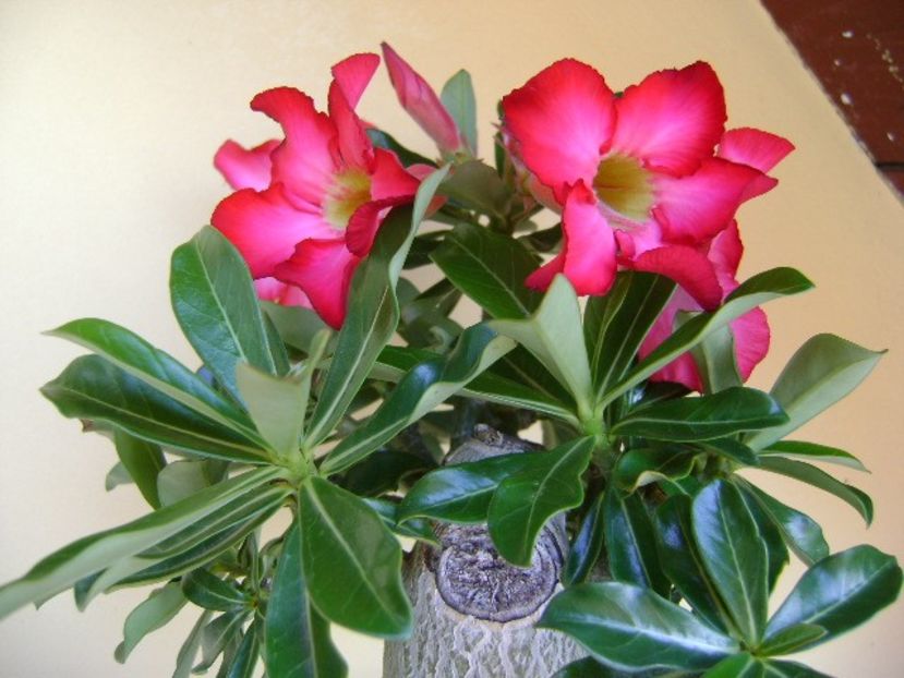 Adenium obesum - Caudiciforme si bulbi 2018