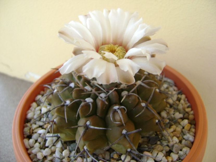 Gymnocalycium vatteri - Cactusi 2018 Gymnocalycium