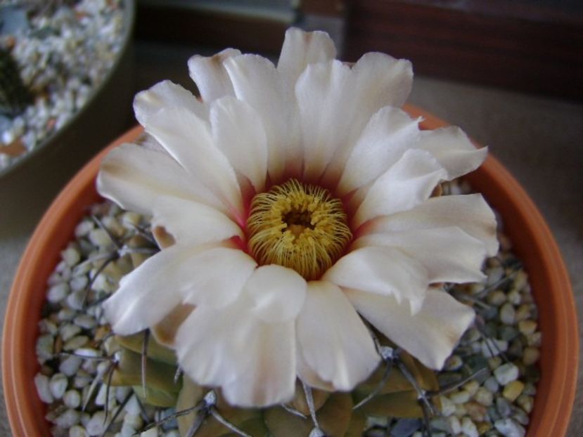 Gymnocalycium vatteri - Cactusi 2018 Gymnocalycium