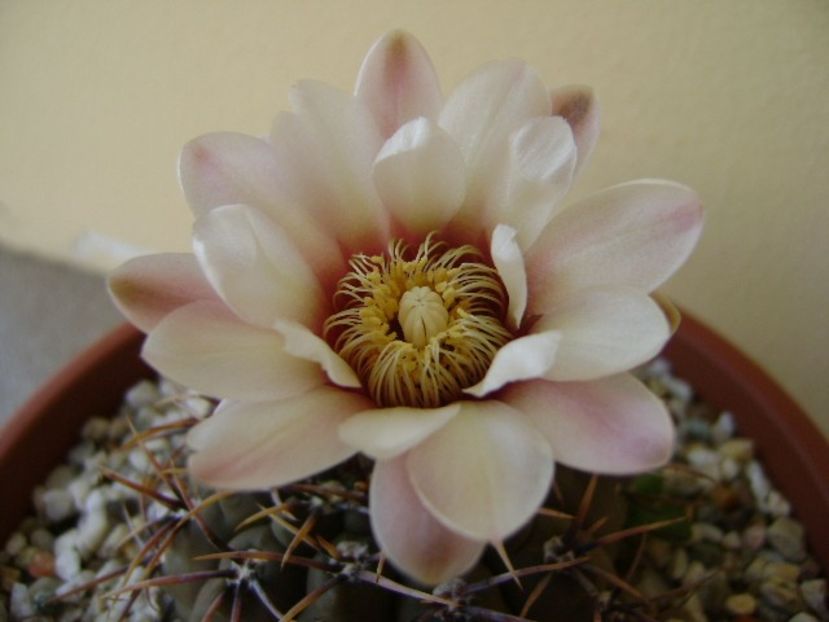 Gymnocalycium ochoterenae v. cinereum - Cactusi 2018 Gymnocalycium