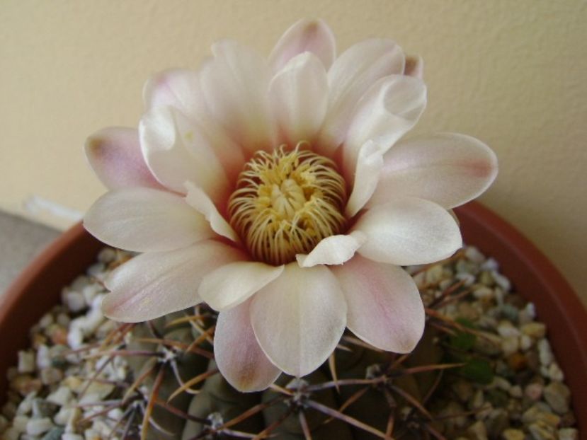 Gymnocalycium ochoterenae v. cinereum - Cactusi 2018 Gymnocalycium