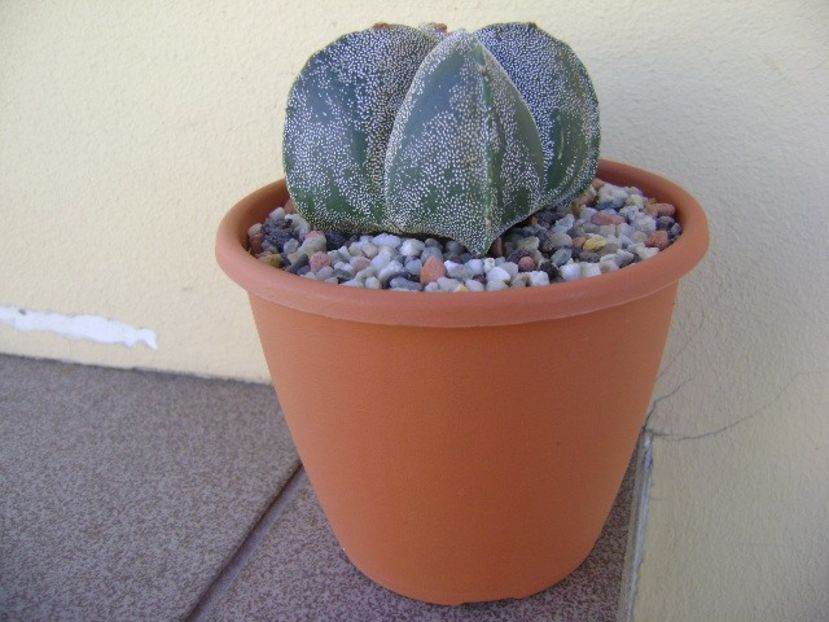 Astrophytum myriostigma quadricostatum - Cactusi 2018 bis bis