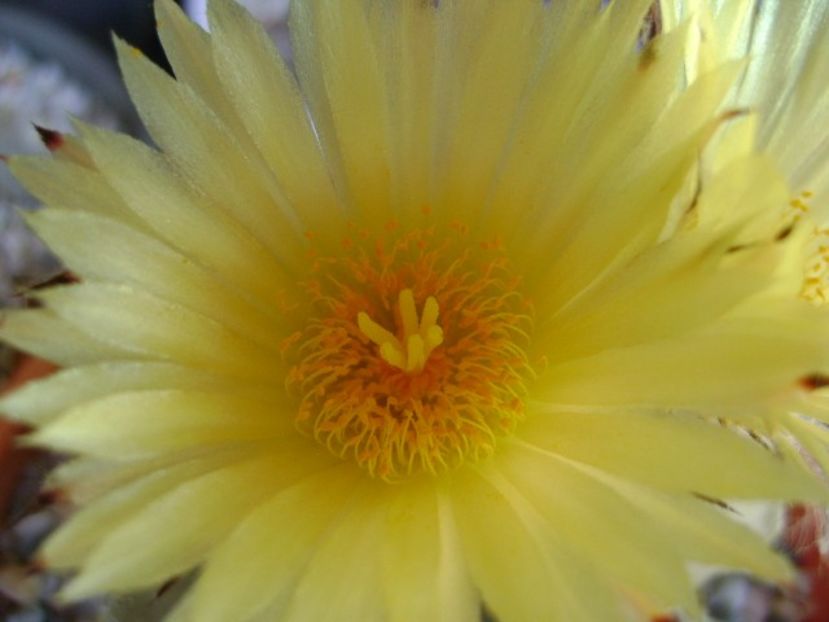 Astrophytum myriostigma - Cactusi 2018 bis bis