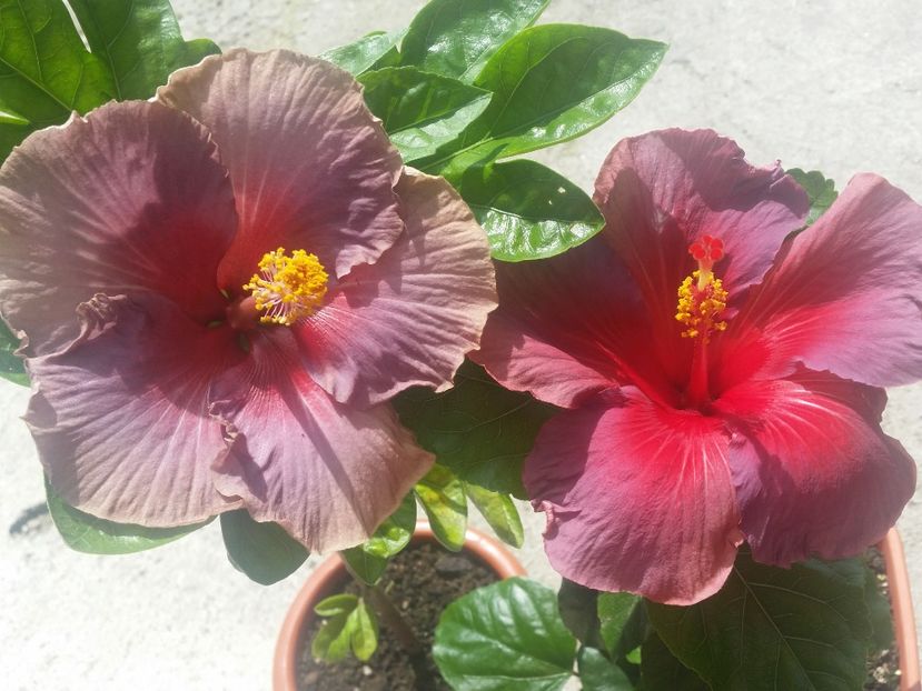  - Hibiscus 2018