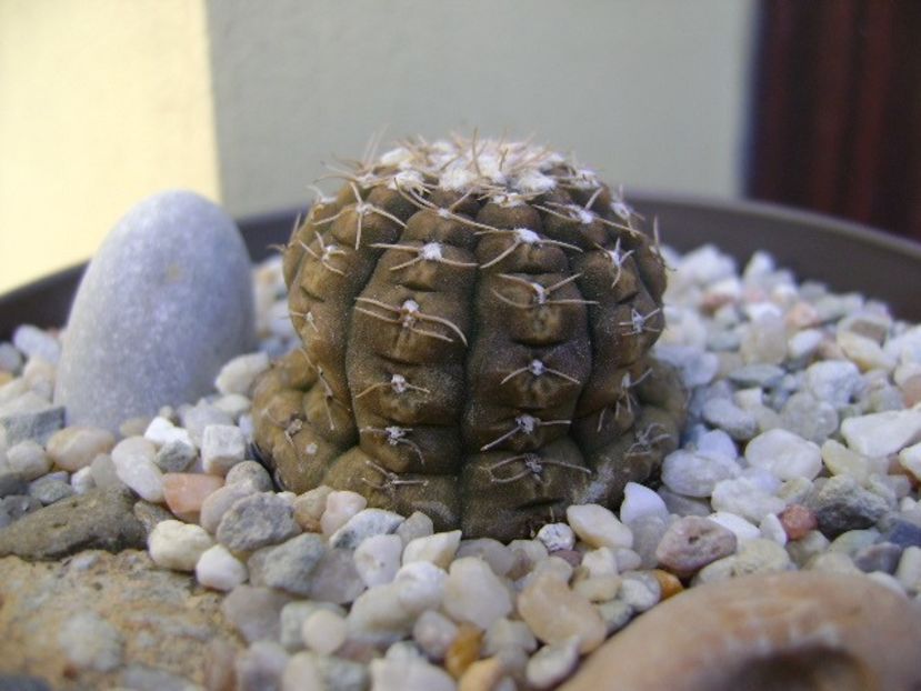 Gymnocacalycium ragonesei - Cactusi 2018 Gymnocalycium