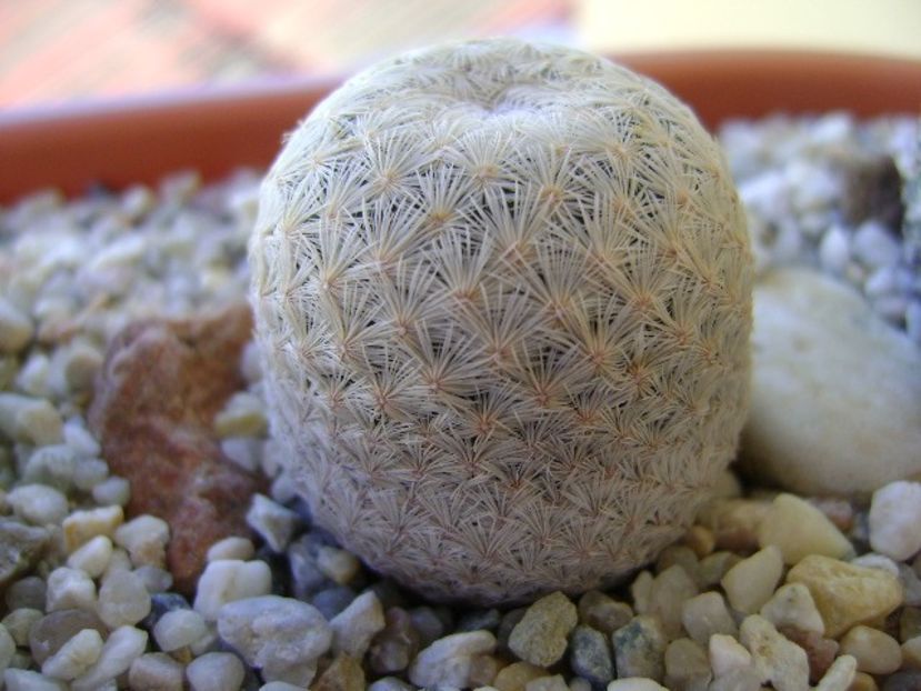 Mammillaria egregia - Cactusi 2018 bis bis