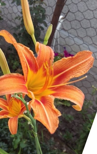 CBD7A67A-2B66-4556-8A71-79298AE4AED7 - Hemerocallis 2018