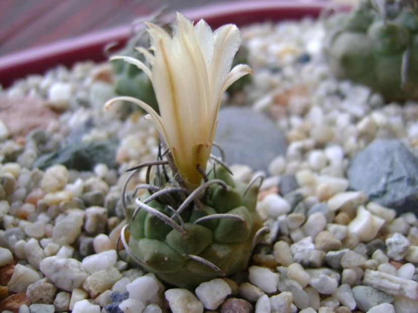 Turbinicarpus pachystele - Cactusi 2018 bis bis