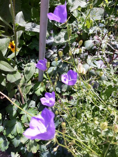  - Flori de grădină-2018 Vara