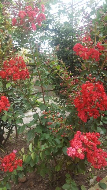  - Lagerstroemia indica 2018