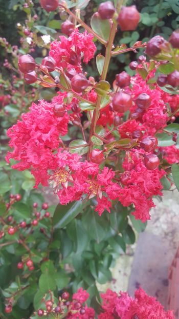  - Lagerstroemia indica 2018