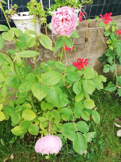  - Alnwick castle rose