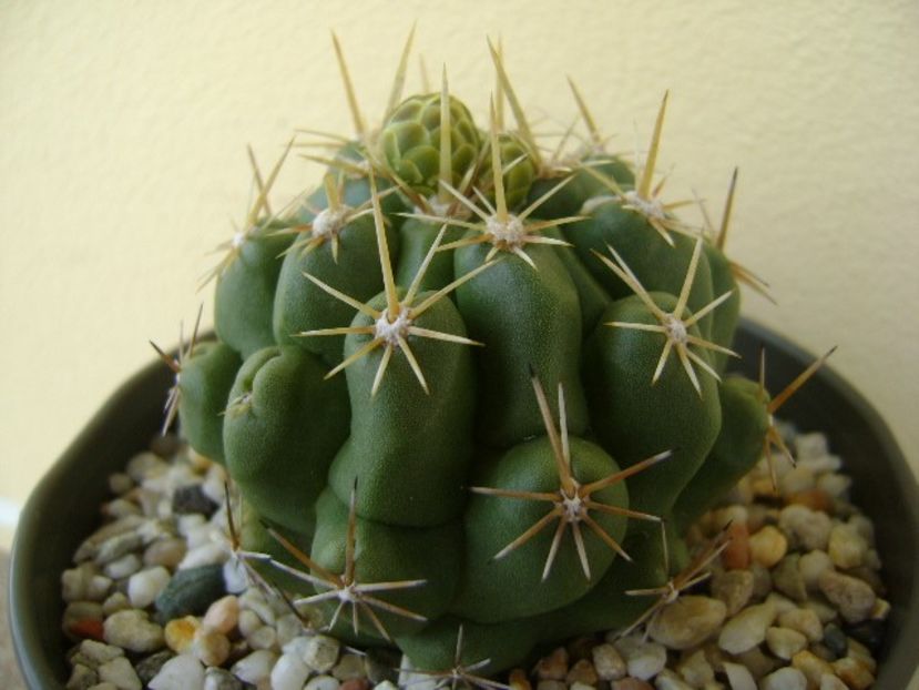 Thelocactus leucacanthus - Cactusi 2018 bis bis