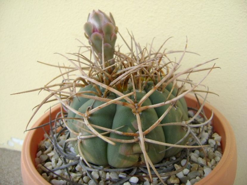 Gymnocalycium cardenasianum - Cactusi 2018 Gymnocalycium