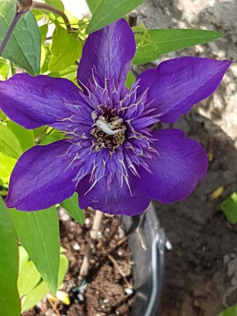 thumbnail (32) - CLEMATITE 2018