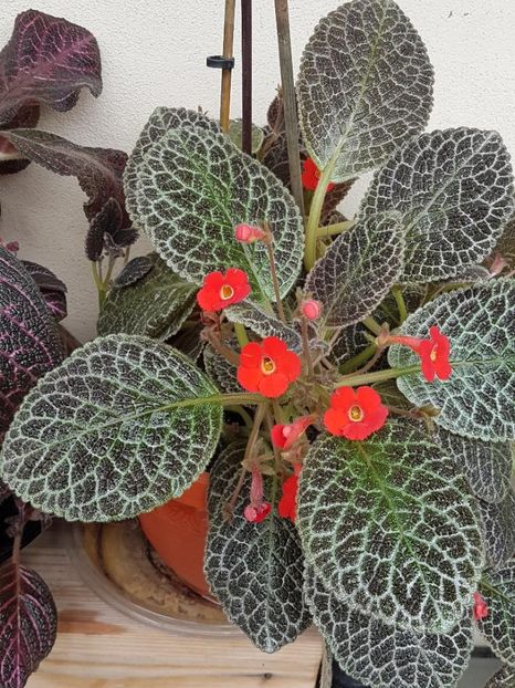 thumbnail - EPISCIA 2018