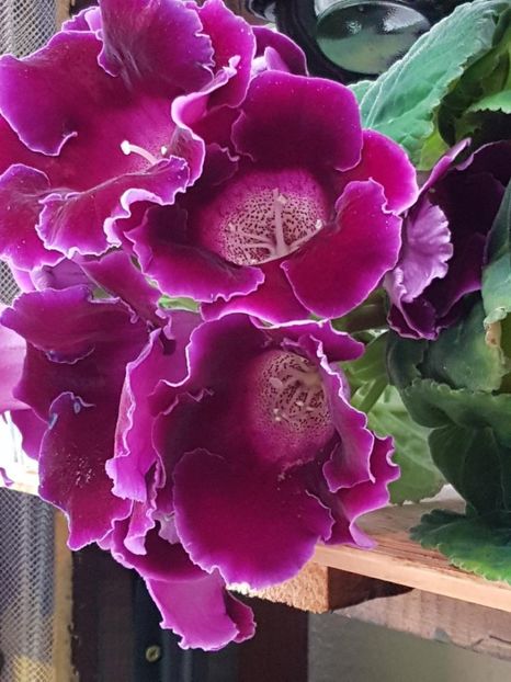 thumbnail (96) - GLOXINIA 2018