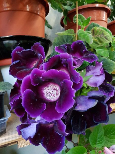 thumbnail (100) - GLOXINIA 2018