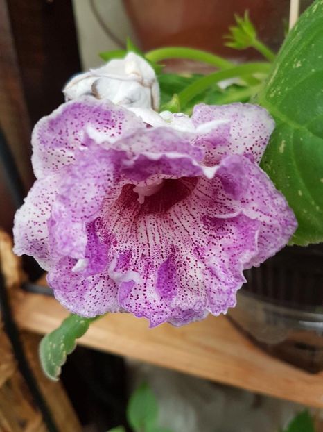 thumbnail (2) - GLOXINIA 2018