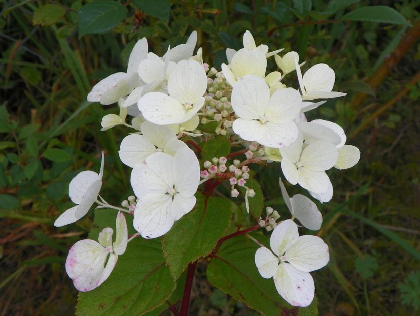 hydrangea paniculata Diamond Rouge - Dobarland 2018 3