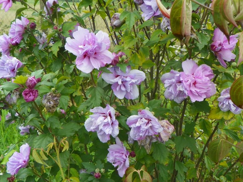 hibiscus syriacus Ardens - Dobarland 2018 3