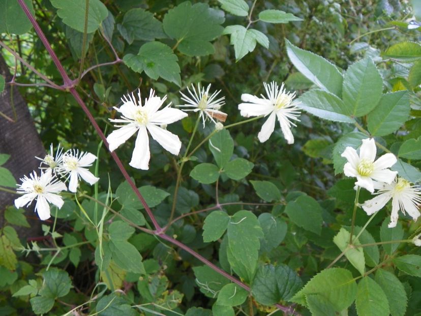 Clematis Summer Snow - Dobarland 2018 3